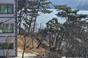 경기도 안성시 금광 호수 주변 수십년 된 소나무 불법 벌목 후 경관 조명 설치물의