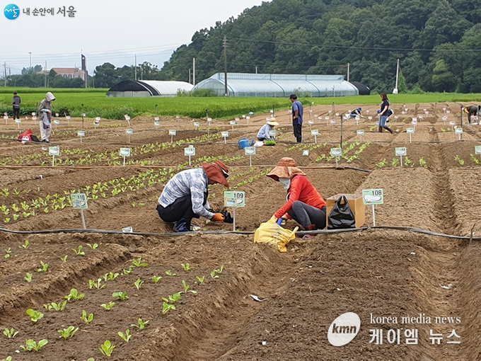 서울시는 2월 1일부터 ‘함께서울 친환경농장’ 참여자를 모집한다