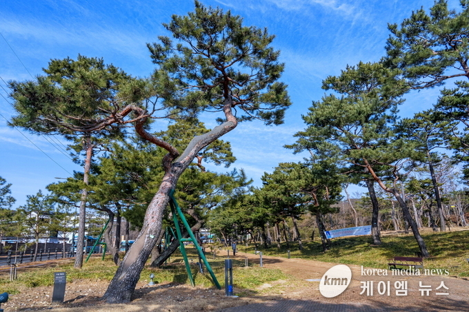 겨울철에도 소나무가 녹음을 자랑해 계절을 잊게 하는 노송공원