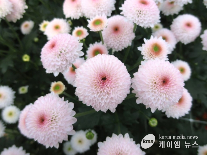 국화큐티버블 사진/경기도청 제공