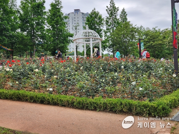 2025 OH! 해피 장미빛 축제의 아름다운 장미정원<사진/김영진기자>