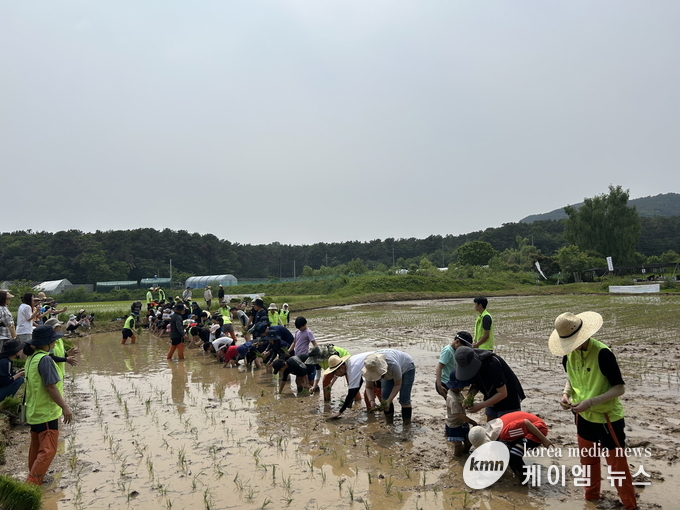 참석자들이 모내기를 하고 있다. 