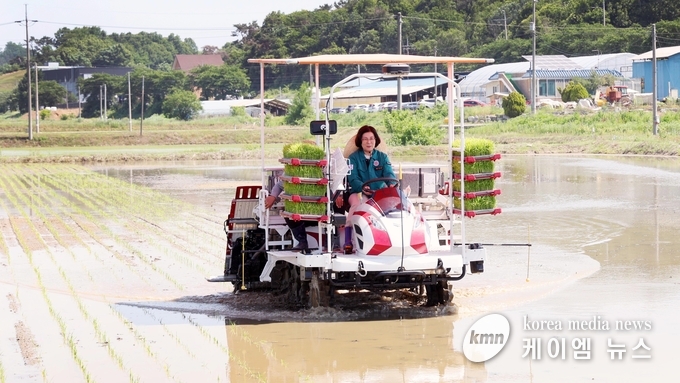 김보라 시장이 모내기를 하고 있다. 사진/ 안성시청 제공