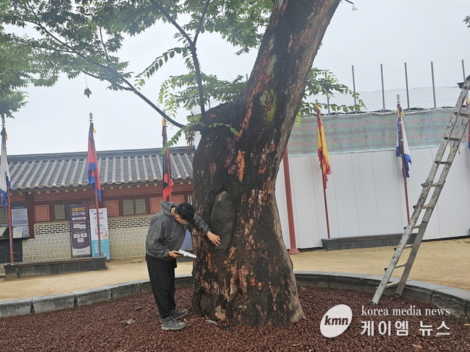 화성행궁 앞 보호수를 점검하는 모습 사진/수원특례시청 제공