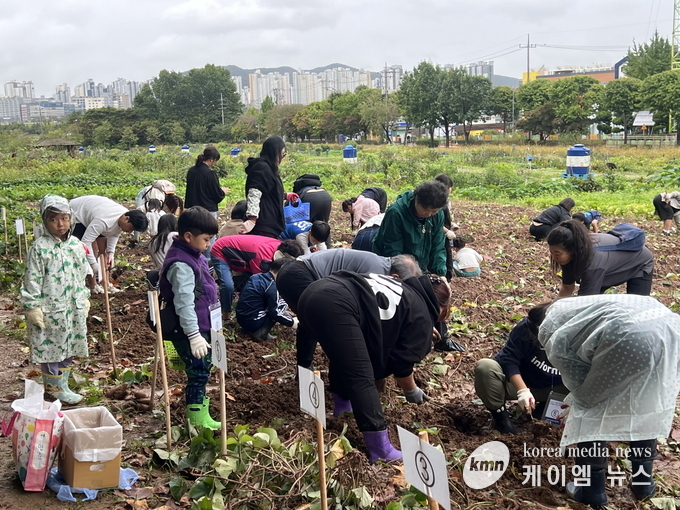 가족 수확 행사에 참여한 시민들이 고구마를 캐고 있다. 사진/수원특례시청 제공