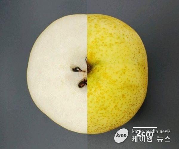 껍질째 먹는 배 ‘청밀’ 보급 본격화