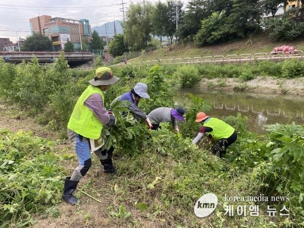 하남시, 생태계교란 식물 제거작업 대대적 추진