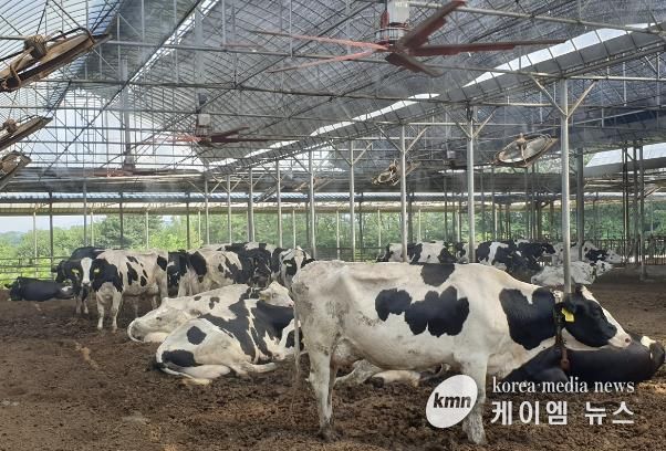 젖소 사육농가에서 대형 선풍기와 안개분무로 축사 온도를 낮추고 있다