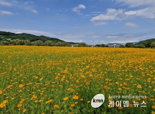 여주시 대신면 당남리섬, 황하코스모스 만개로 절경 이루어져