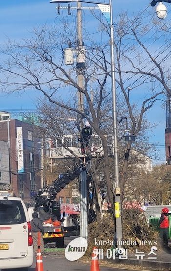 돌문로 회화나무 가지치기 작업