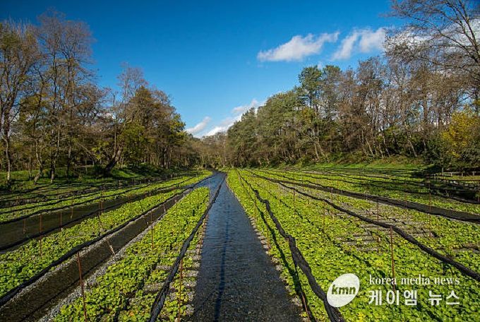 고추냉이 수경재배 현장