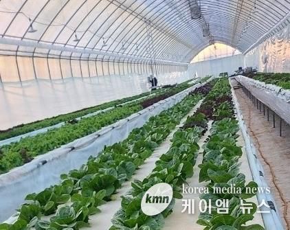 파주시, ‘로컬푸드 동절기 다중 비닐하우스 지원사업’ 첫 결실