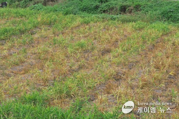 생강 뿌리썩음병