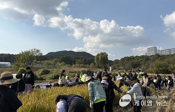 시민과 함께하는 가을걷이 행사에 참여한 시민들이 추수를 하고 있다