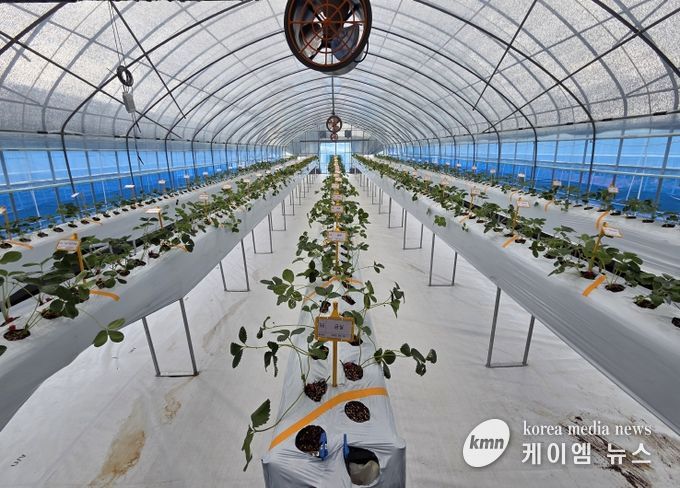 고경도 딸기 육종 분자마커 개발