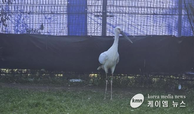 일본에서 도입된 황새 2마리(암컷, 수컷), 황새를 진찰 중인 수의사