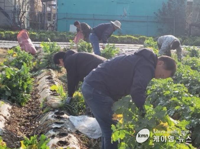 파주시 법원읍 대능5리 김인호 이장, ‘사랑의 김장무 1,000개’ 나눔