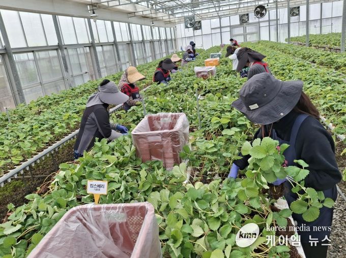 충남도 딸기 무병묘 보급