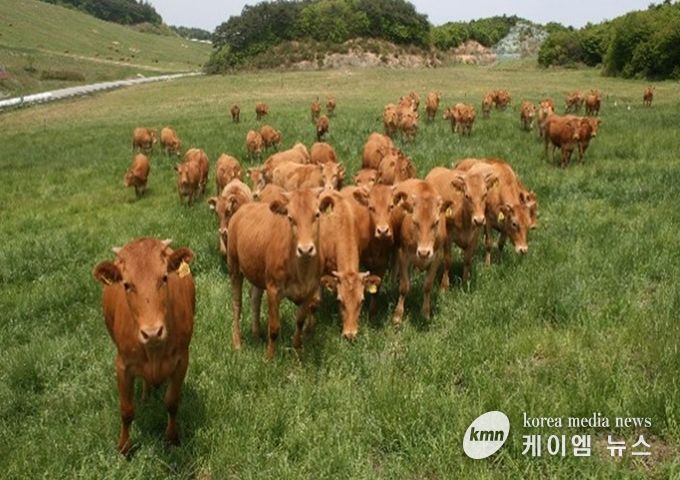 량 암소 분양으로 농가 수익 구조 개선 및 품질 향상 유도