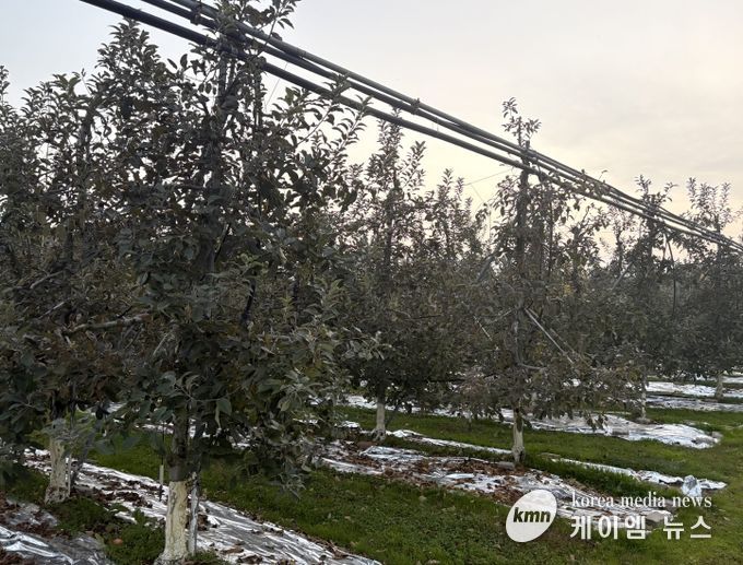 농기원, 내년 품질 향상 위해 시비·관수·동해예방 철저 당부