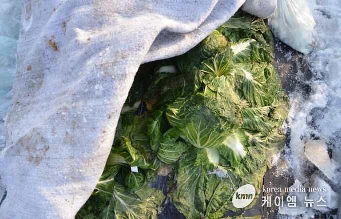 수확 중인 김장용 무·배추 한파 대비해야