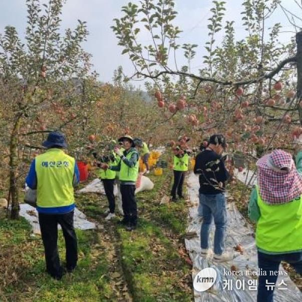 세무과 직원들이 농촌 일손돕기 활동에 참여하는 모습