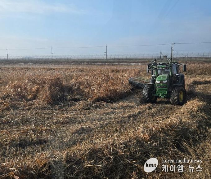 한강하구 자생 갈대 수거