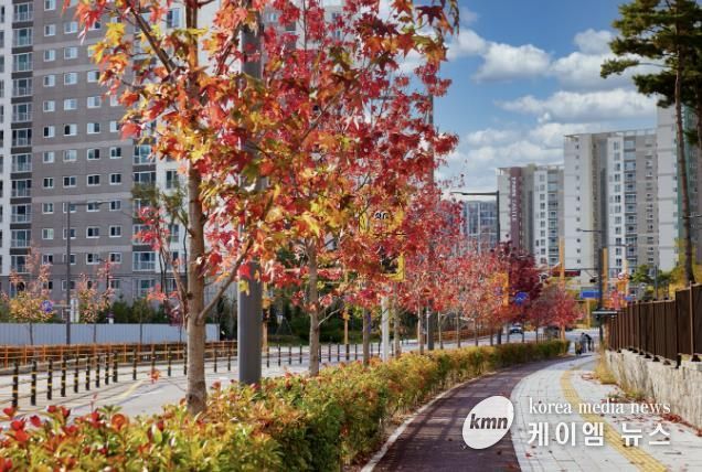 곡선로에 있는 미국풍나무 가로수 단풍 전경