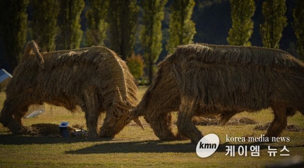 짚 황소 머리를 맞대고 싸우는 소를 짚을 활용하여 역동적으로 표현(사진제공=아름다운강천 사회적협동조합)