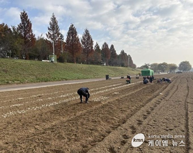 파주시 금촌2동, 내부 인력으로 2026 공릉천 튤립축제 식재 작업 완료