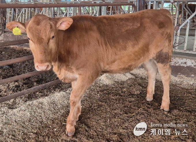 ‘충남 우수 한우 수정란 보급사업’ 효과성 입증