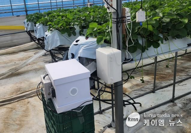 딸기 농가에 설치된 디지털 벌통 사진
