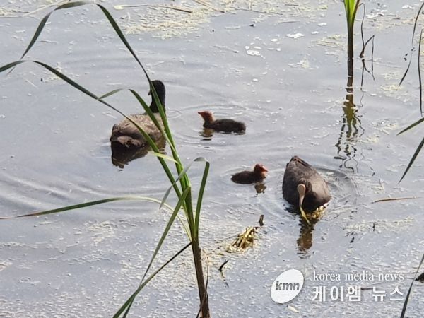 의왕조류생태과학관, 아기새들의 즐거운 가족나들이 포착