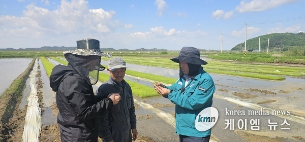 김포시, 고품질 김포금쌀 생산위한 적기 모내기 현장행정 펼쳐