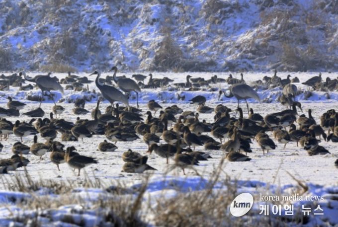 장항습지에 서식하는 기러기와 재두루미
