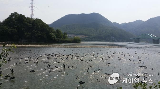가평군, 5~6월 산란기 민물가마우지 집중 포획