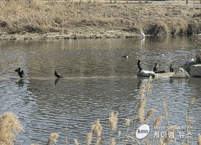 동두천시 남산모루 작은도서관, 신천 겨울 철새 관찰 프로그램 성료