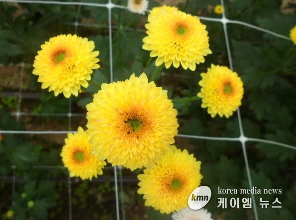 국화(큐티버블앰버)