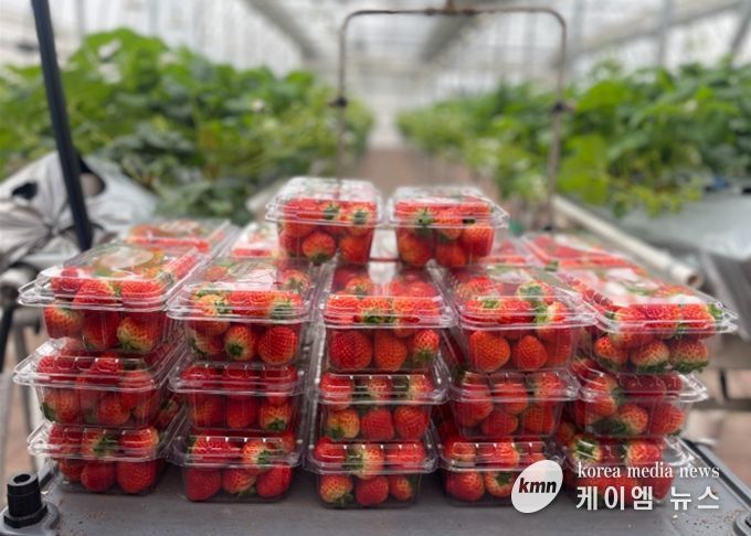 남양주시 농업기술센터, ‘딸기 연구의 결실’ 이웃에게 나눔