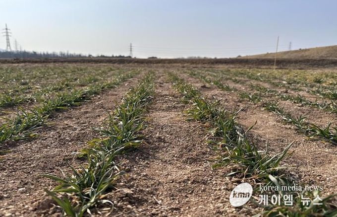 충남도, 맥류 수확량 ‘생육재생기’ 관리가 좌우