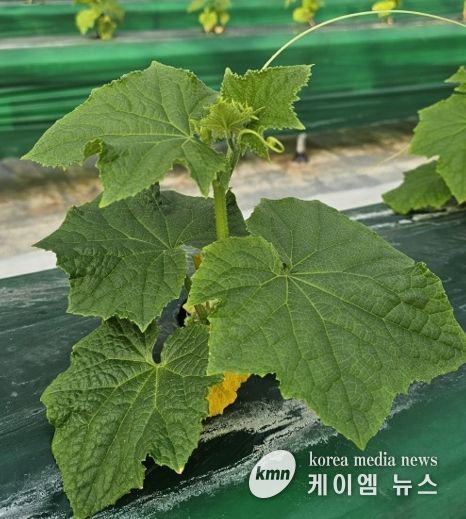 시설채소 최대 골칫거리 없앤다