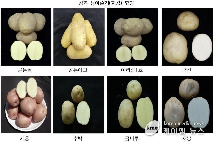 광주시, 국산 감자 8개 품종 현장 시험 재배 추진