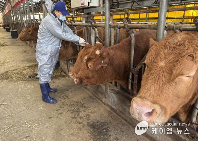 구제역 백신 접종