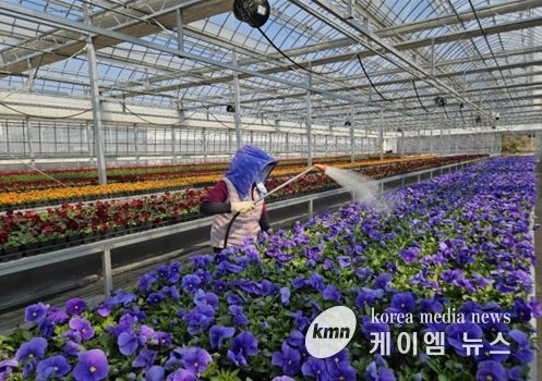 인천시 계양공원사업소, 직접 키운 봄꽃 35만 8천 본 공급