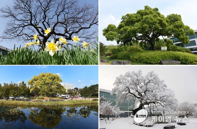 지역 역사 생태 품은 보호수 체계적 관리