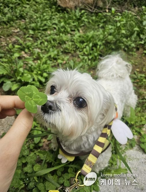 성남시, 반려동물 의료서비스 지원사업 확대