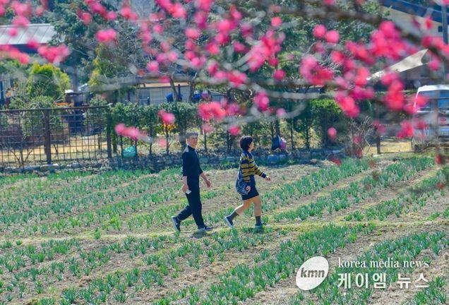 구항 내현마을 수선화축제 성황리 개최