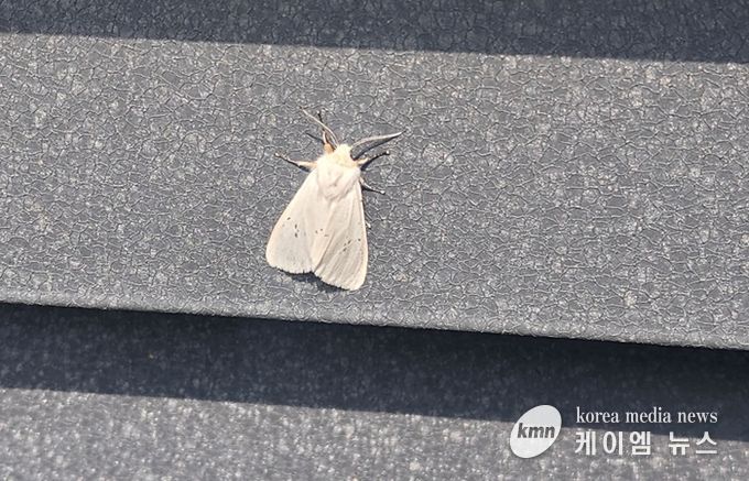 미국흰불나방 조기 출현…초기 방제 ‘비상’