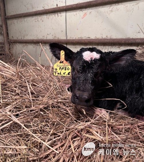 송아지 출산
