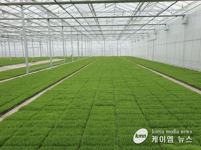 고품질 여주쌀 생산을 위한 볍씨소독 및 적기 못자리 설치